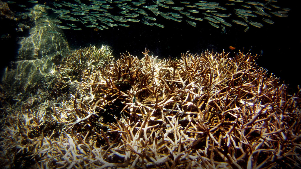 Bleached coral